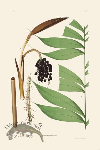 Rodrigues Palm Front 039